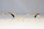 PRADA Womens Designer Sunglasses Gold Butterfly FRAME ONLY SPR 68T ZVN-5N2 20843